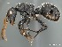  (Camponotus AFRC-MPU-01 - AFR-CSP3-SS-18s)  @16 [ ] Unspecified (default): All Rights Reserved  Unspecified Unspecified