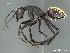  (Camponotus AFRC-NCA-01 - AFR-GAM1-wp27-01)  @16 [ ] Unspecified (default): All Rights Reserved  Unspecified Unspecified