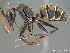  (Camponotus AFRC-SA-1SS2D - AFR-TWRa-HC-F34)  @16 [ ] Unspecified (default): All Rights Reserved  Unspecified Unspecified