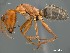  (Camponotus AFRC-SA-3SSA - AFR-MRG1-HC-F12)  @16 [ ] Unspecified (default): All Rights Reserved  Unspecified Unspecified