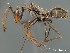  (Camponotus AFRC-SA-3SSB - AFR-TWRd1-PT-F01)  @16 [ ] Unspecified (default): All Rights Reserved  Unspecified Unspecified