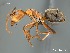 (Camponotus AFRC-SA-3SSC - AFR-BGG1-HC-F10)  @16 [ ] Unspecified (default): All Rights Reserved  Unspecified Unspecified