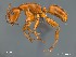  (Camponotus AFRC-WCA-01 - AFR-EN1-T-2009-wp78-01)  @16 [ ] Unspecified (default): All Rights Reserved  Unspecified Unspecified