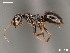  (Lepisiota AFRC-LIM-02 - AFR-TQM-148-E7-i)  @14 [ ] Unspecified (default): All Rights Reserved  Unspecified Unspecified