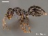  (Lepisiota capensis A - AFR-ENG1-HC-F21)  @14 [ ] Unspecified (default): All Rights Reserved  Unspecified Unspecified
