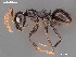  (Lepisiota incisa - AFR-MOG1-HC-F29)  @15 [ ] Unspecified (default): All Rights Reserved  Unspecified Unspecified