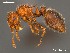  (Meranoplus spininodis - AFR-TQM-140-A7-i)  @15 [ ] Unspecified (default): All Rights Reserved  Unspecified Unspecified