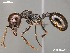  (Messor denticornis - AFR-CND-2010-34-F08)  @16 [ ] Unspecified (default): All Rights Reserved  Unspecified Unspecified