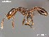  (Monomorium vatranum - AFR-CND-2010-11-F03)  @16 [ ] Unspecified (default): All Rights Reserved  Unspecified Unspecified