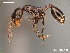  (Monomorium CND-M13 vatranum nr - AFR-CND-2010-42-F05)  @14 [ ] Unspecified (default): All Rights Reserved  Unspecified Unspecified