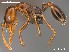  (Monomorium AFRC-NAM-03 - AFR-CND-2010-42-F02)  @15 [ ] Unspecified (default): All Rights Reserved  Unspecified Unspecified