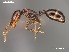  (Monomorium drapenum - AFR-CND-2010-36-F05)  @15 [ ] Unspecified (default): All Rights Reserved  Unspecified Unspecified