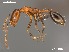  (Monomorium marshi - AFR-CND-2010-36-F08)  @15 [ ] Unspecified (default): All Rights Reserved  Unspecified Unspecified