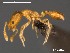  (Monomorium mictile - AFR-BGK1-WS-F22)  @15 [ ] Unspecified (default): All Rights Reserved  Unspecified Unspecified
