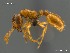  (Solenopsis AFRC-MPU-02 - AFR-HGL-BL-HC-F30)  @16 [ ] Unspecified (default): All Rights Reserved  Unspecified Unspecified