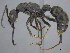  (Platythyreini - CASENT0250829)  @15 [ ] CreativeCommons - Attribution (2017) Peter Hawkes AfriBugs CC
