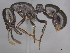  (Plectroctena - CASENT0257711)  @15 [ ] CreativeCommons - Attribution (2017) Peter Hawkes AfriBugs CC