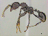  ( - CASENT0255658)  @14 [ ] CreativeCommons - Attribution (2017) Peter Hawkes AfriBugs CC