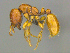  (Solenopsis AFRC-ZA08 - CASENT0812004)  @15 [ ] CreativeCommons - Attribution (2017) Peter Hawkes AfriBugs CC