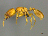  ( - CASENT0812018)  @13 [ ] CreativeCommons - Attribution (2017) Peter Hawkes AfriBugs CC