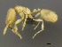  (Solenopsis AFRC-ZA04 - CASENT0812024)  @11 [ ] CreativeCommons - Attribution (2017) Peter Hawkes AfriBugs CC