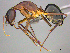 ( - CASENT0257354)  @14 [ ] CreativeCommons - Attribution (2017) Peter Hawkes AfriBugs CC