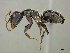  (Camponotus AFRC-ZA61 - CASENT0255695)  @15 [ ] CreativeCommons - Attribution (2017) Peter Hawkes AfriBugs CC