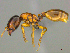 ( - CASENT0812038)  @13 [ ] CreativeCommons - Attribution (2017) Peter Hawkes AfriBugs CC