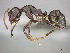  (Camponotus AFRC-ZA27 - CASENT0256213)  @14 [ ] CreativeCommons - Attribution (2017) Peter Hawkes AfriBugs CC