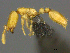  (Solenopsis AFRC-ZA05 - CASENT0812037)  @11 [ ] CreativeCommons - Attribution (2017) Peter Hawkes AfriBugs CC
