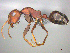  (Camponotus namacola - CASENT0255692)  @15 [ ] CreativeCommons - Attribution (2017) Peter Hawkes AfriBugs CC