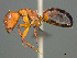  (Camponotus robecchii - CASENT0257620)  @11 [ ] CreativeCommons - Attribution (2017) Peter Hawkes AfriBugs CC