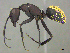  (Camponotus AFRC-ZA52 - CASENT0259117)  @15 [ ] CreativeCommons - Attribution (2017) Peter Hawkes AfriBugs CC