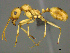  (Messor AFRC-ZA01 - CASENT0259108)  @15 [ ] CreativeCommons - Attribution (2017) Peter Hawkes AfriBugs CC