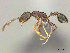  ( - CASENT0258773)  @14 [ ] CreativeCommons - Attribution (2017) Peter Hawkes AfriBugs CC