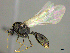  (Solenopsis punctaticeps - CASENT0258782)  @15 [ ] CreativeCommons - Attribution (2017) Peter Hawkes AfriBugs CC