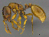  ( - CASENT0812012)  @13 [ ] CreativeCommons - Attribution (2017) Peter Hawkes AfriBugs CC