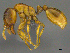  (Solenopsis AFRC-ZA10 - CASENT0812009)  @15 [ ] CreativeCommons - Attribution (2017) Peter Hawkes AfriBugs CC