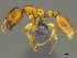  (Solenopsis AFRC-ZA02 - CASENT0258770)  @15 [ ] CreativeCommons - Attribution (2017) Peter Hawkes AfriBugs CC