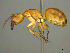  ( - CASENT0259878)  @15 [ ] CreativeCommons - Attribution (2017) Peter Hawkes AfriBugs CC
