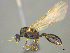  ( - CASENT0812005)  @11 [ ] CreativeCommons - Attribution (2017) Peter Hawkes AfriBugs CC