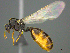 (Solenopsis indet - CASENT0812021)  @15 [ ] CreativeCommons - Attribution (2017) Peter Hawkes AfriBugs CC