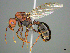  (Messor AFRC-ZA02 - CASENT0812035)  @15 [ ] CreativeCommons - Attribution (2017) Peter Hawkes AfriBugs CC