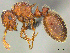  (Meranoplus spininodis - CASENT0812040)  @15 [ ] CreativeCommons - Attribution (2017) Peter Hawkes AfriBugs CC