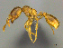  (Solenopsis AFRC-ZM01 - CASENT0258772)  @11 [ ] CreativeCommons - Attribution (2017) Peter Hawkes AfriBugs CC