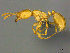  ( - CASENT0812015)  @13 [ ] CreativeCommons - Attribution (2017) Peter Hawkes AfriBugs CC