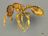  ( - CASENT0258781)  @15 [ ] CreativeCommons - Attribution (2017) Peter Hawkes AfriBugs CC
