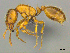  ( - CASENT0258783)  @14 [ ] CreativeCommons - Attribution (2017) Peter Hawkes AfriBugs CC