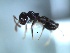  (Crematogaster sp. 1 - 2009-006)  @12 [ ] Copyright (2011) NA University of Arkansas