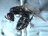  (Camponotus sp. 2 - 2010-002)  @13 [ ] Copyright (2011) NA University of Arkansas